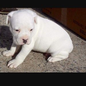 Meet your Posher, Taunella